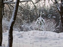winter garden / ********