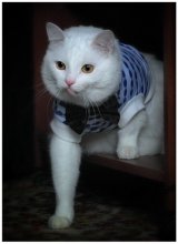 In ambush / ************