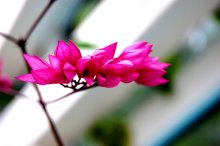 Flowers / ......