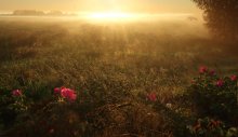 Morning in the Meadow / ***
