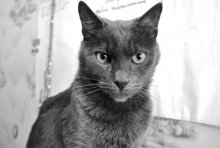 cat / ***