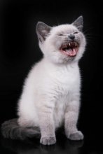Rrrrr / ***