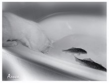 Fisherman / ************