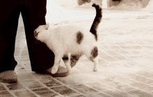 Friendliness / .................