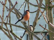 2 bullfinch / -----