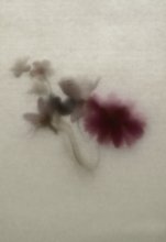 Flowers / ***