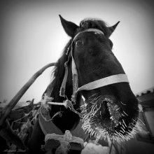 Oh cold, cold, frost is not me! / ***