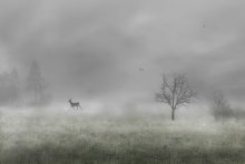 in the fog / *********