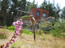 Dragonfly / -----