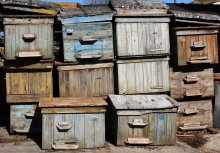 Hives / ........