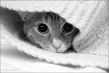Again, hiding / ***