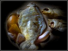 roach 2 / ***