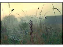 Grasses VII / ***