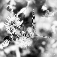 dandelion dreams / ..........