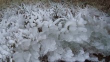 ice jungle / _____