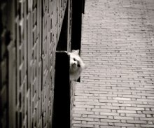 Observer) / .......