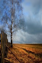 birch tree near the fence / ***