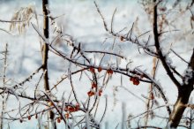 Sea buckthorn / ***