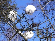 Snow apples))) / ***