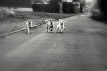 Dogs / ***