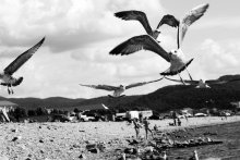 Seagulls / ***