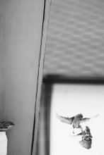 Surface to air / ***