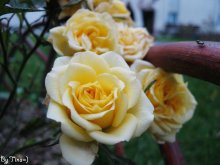 Roses / ***