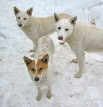 trio / ***