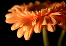 *Orange Love* / ***