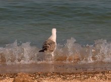 Seagull / ***