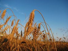Wheat. / ***