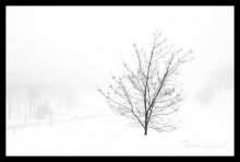winter fog / .....