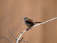 Carolina Wren / ***