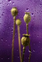 Opium tears (feat Android) / ***