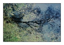 Reflection 437 / ***