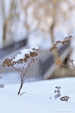 Smell of Spring / .............