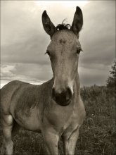 Hallo! / ......