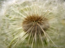 Dandelion ... / .....