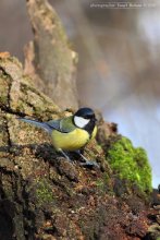 Titmouse / ***