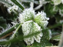 grass in the beads of frost / ***