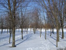 On March foam snow Spring shyly wrote her diary / ***