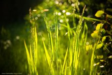 little summer / ***