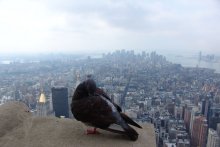 Bird's-eye / ***