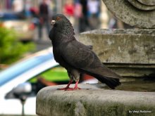 Proud Bird! / .....