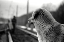 Dog / ***