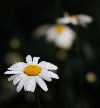  / ***