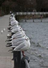 Theatre of Lake Constance. / .........