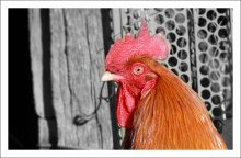 Portrait / *****