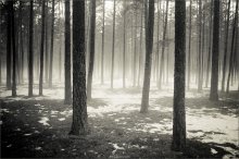 [ Forest ] / ***