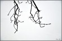 couple / ***